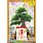 Lịch tết tranh bonsai, Mai Đào tết-048BS LT