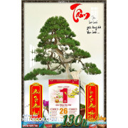 Lịch tết tranh bonsai, Mai Đào tết-196BS LT