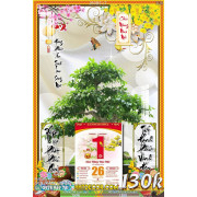 Lịch tết tranh bonsai, Mai Đào tết-253BS LT