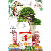 Lịch tết tranh bonsai, Mai Đào tết-433BS LT