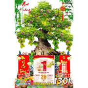 Lịch tết tranh bonsai, Mai Đào tết-653BS LT