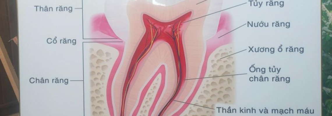 Tranh treo tường cấu tạo răng Nha khoa