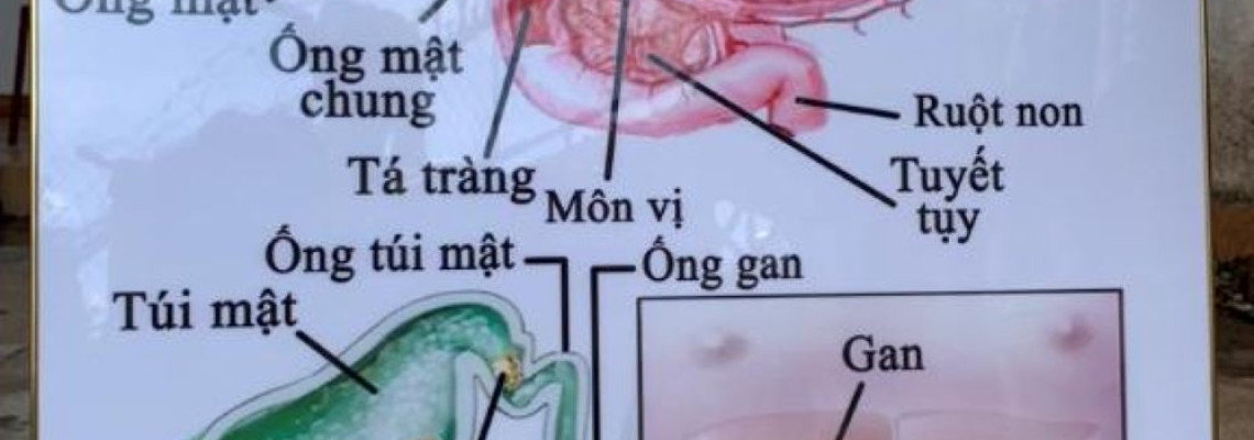 Tranh Treo Tường Y Khoa Bo Phan Trong He Tieu Hoa