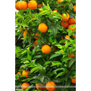 Tranh in uv bếp những trái cam trên cây