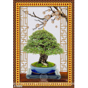 Tranh bonsai nghệ thuật  trong châu