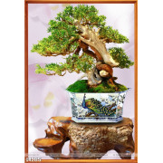 Tranh bonsai nghệ thuật đẹp ấn chim công