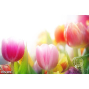 Tranh in uv treo bếp hoa tulip trước bình minh