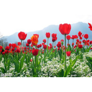 Tranh cánh đồng hoa tulip treo bếp