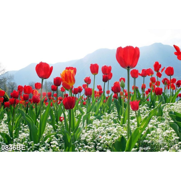 Tranh cánh đồng hoa tulip treo bếp