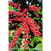 Tranh những hạt cà phê trên cây chính đỏ