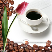Tranh bông tulip bên tách cà phê đen