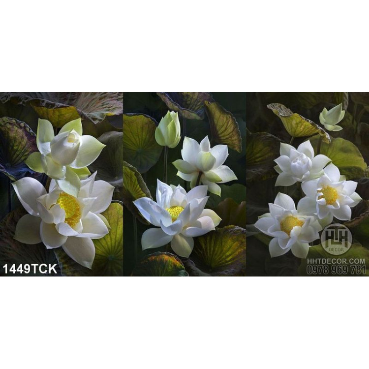 Tranh hoa sen trắng trong 3 khung hình