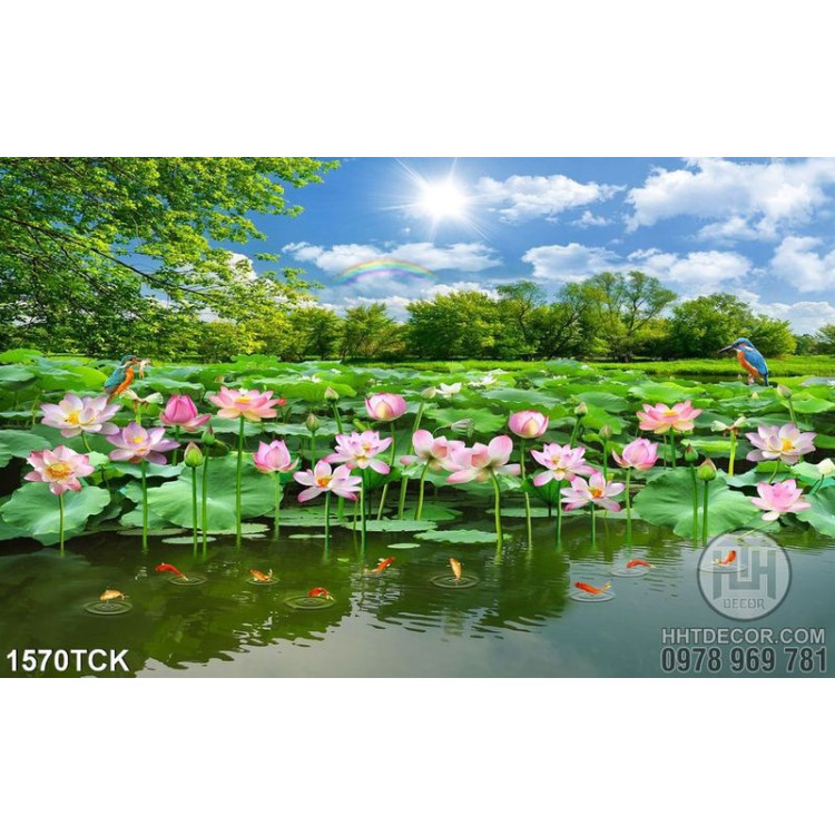 Hồ hoa sen hồng 