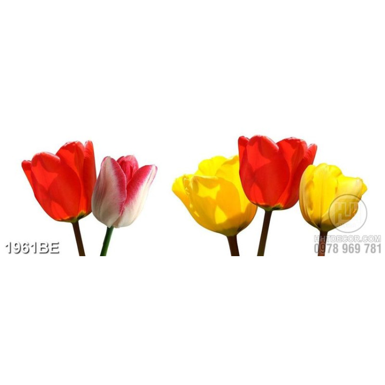 Tranh hoa tulip in kính bếp 