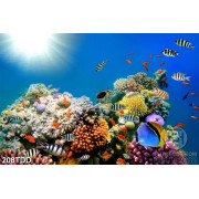 Tranh san hô và đàn cá dưới đáy biển file psd