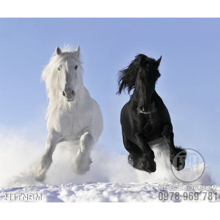 Tranh Ngựa Psd đen và trắng