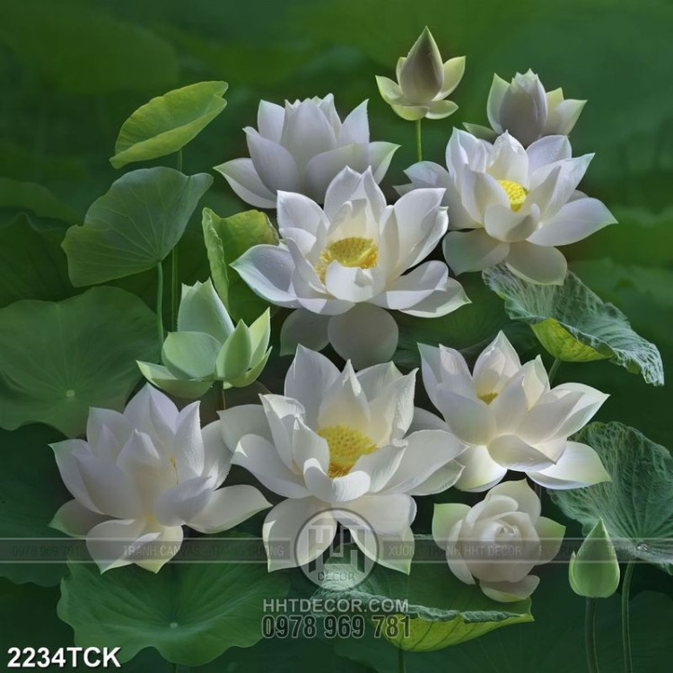 Tranh nghệ thuật những bông hoa sen trắng chen chúc lá
