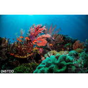 Tranh dãy san hô đỏ dưới đáy biển in kính đẹp lạ