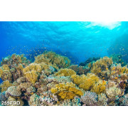 Tranh psd dãy san hô vàng dưới biển 
