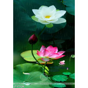 Tranh in canvas bông sen trắng và hồng khoe sắc dưới mưa