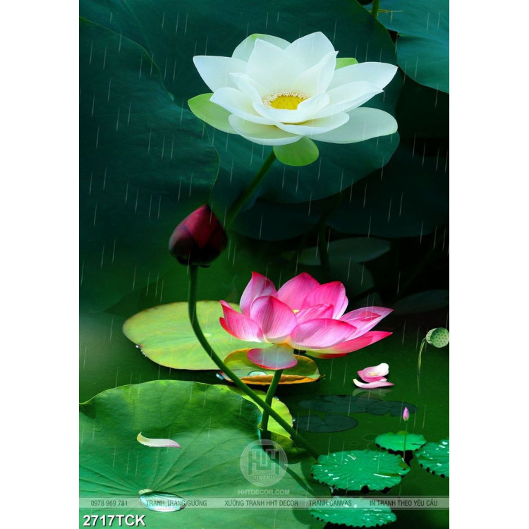 Tranh in canvas bông sen trắng và hồng khoe sắc dưới mưa