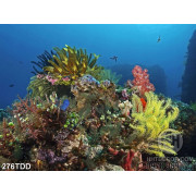 File tranh gốc quần thể san hô dưới biển