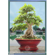 Chậu bonsai đỏ nghệ thuật lớn