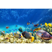 Tranh đàn cá và san hô dứoi biển trang trí phòng đẹp