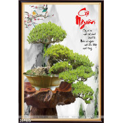  Chậu bonsai cây khế cội nguồn in gạch