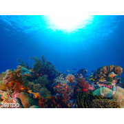 File tranh gốc quần thể san hô dưới đại dương