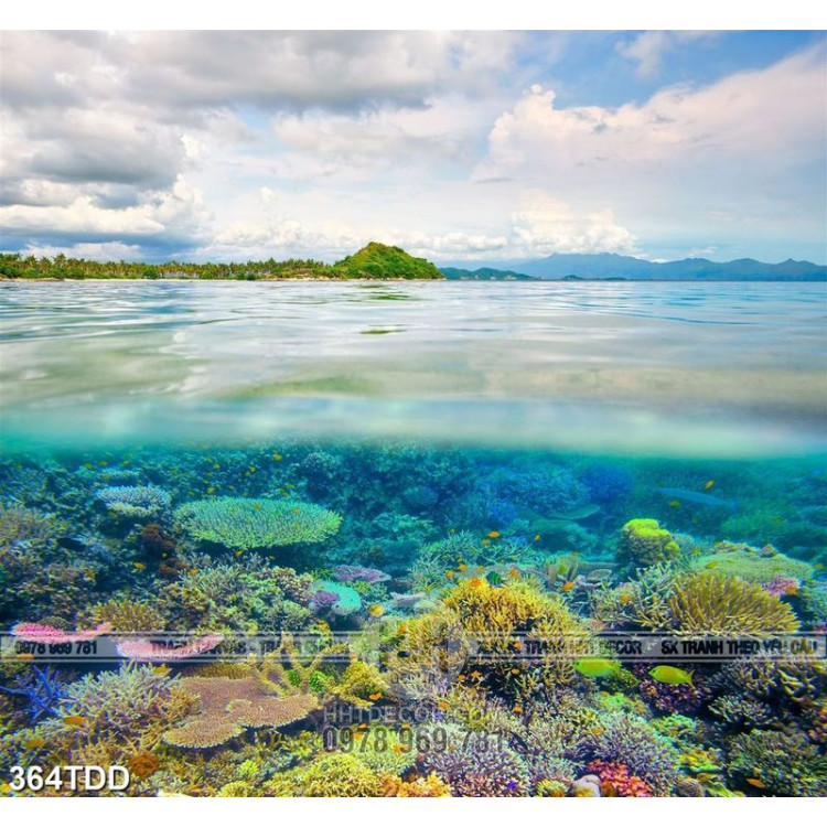 Tranh san quần thể san hô nhiều màu sắc file gốc 
