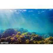 Tranh đại dương và san hô file gốc