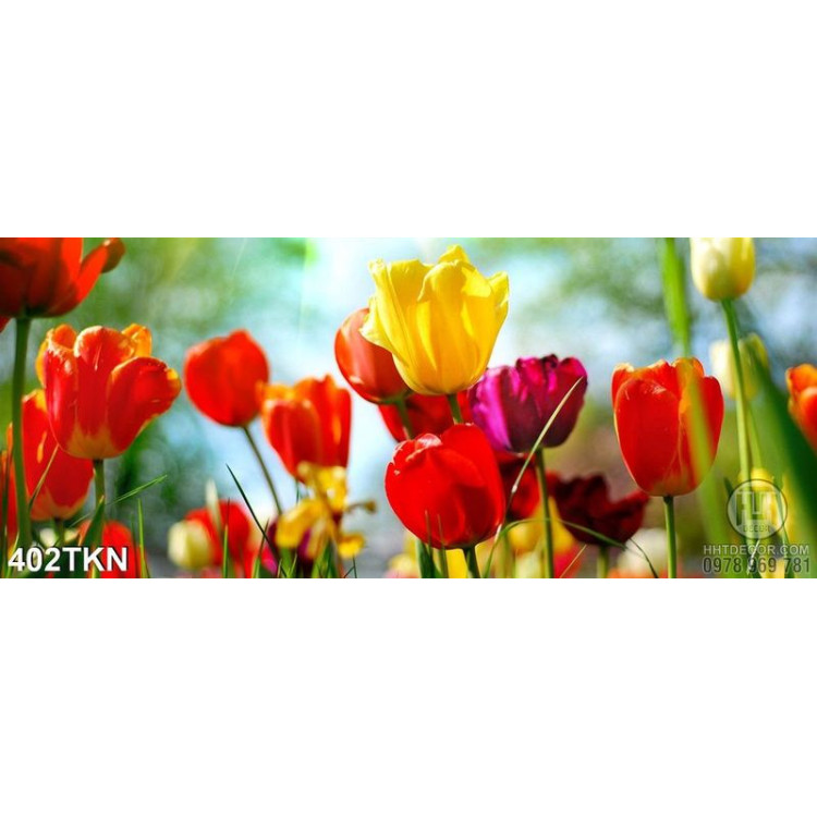 Tranh hoa tulip in tranh kính 