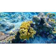 Tranh rặng san hô dưới đại dương