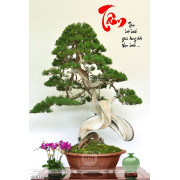 Tranh chậu bonsai decor bên chữ Tân mừng xuân thư pháp in 5d