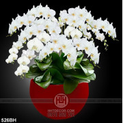 Tranh bình hoa treo tường những nhành hoa phong lan trắng