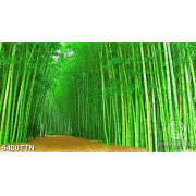 Tranh dán tường rừng tre xanh chất lượng cao