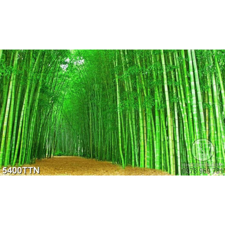 Tranh dán tường rừng tre xanh chất lượng cao