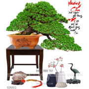 Tranh chậu bonsai phong thủy cây tùng xanh bên tượng hạc