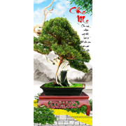 Tranh chậu bonsai dán tường cây tùng bên câu đối cha mẹ