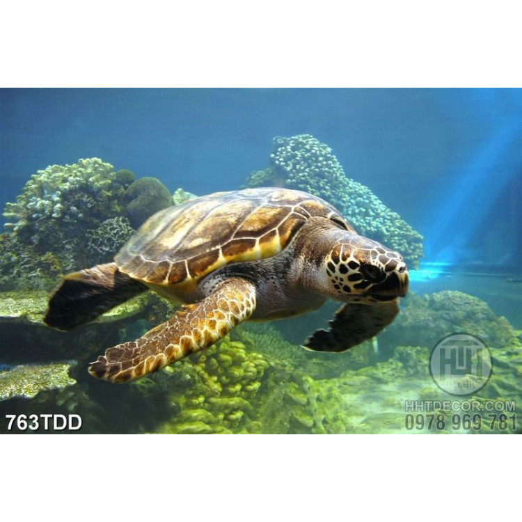 Tranh rùa và san hô dưới địa dưỡng xanh
