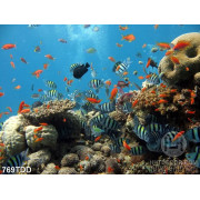 Tranh dãy san hô và cá dưới biển chất lượng cao