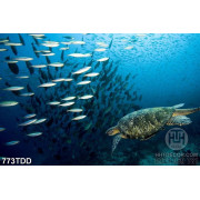 Tranh đàn cá đại dương chất lượng cao